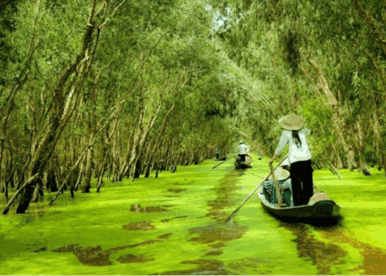 The Floating Trails, Mangrove Forests, and Ancient Houses That Make Long An Addictive